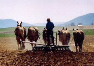 This is a picture of an Amish male plowing the fields on their family farm.