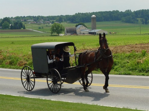  This is a picture of an Amish buggy with no roof.