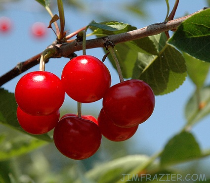 Door County Cherries