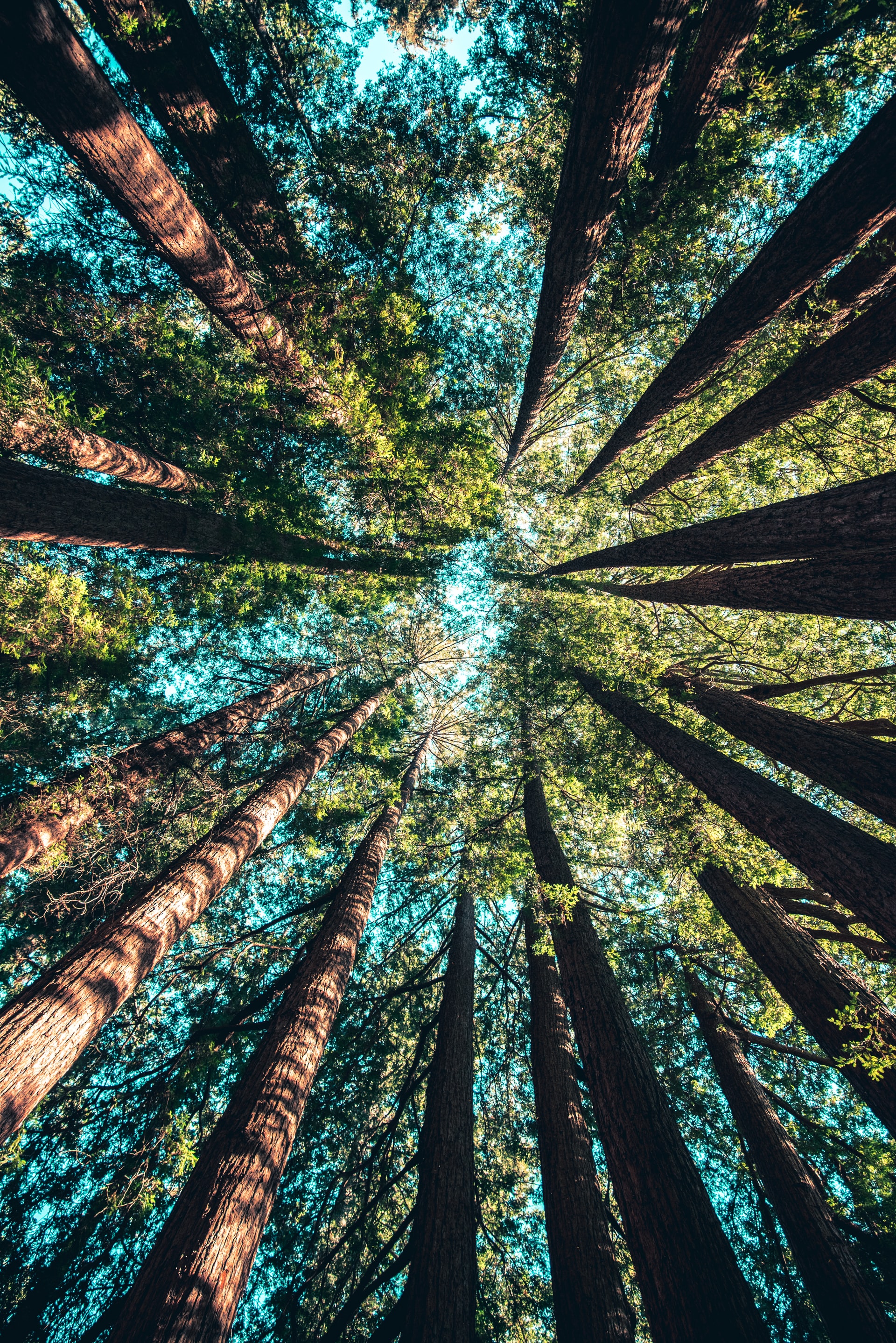 Tree Canopy