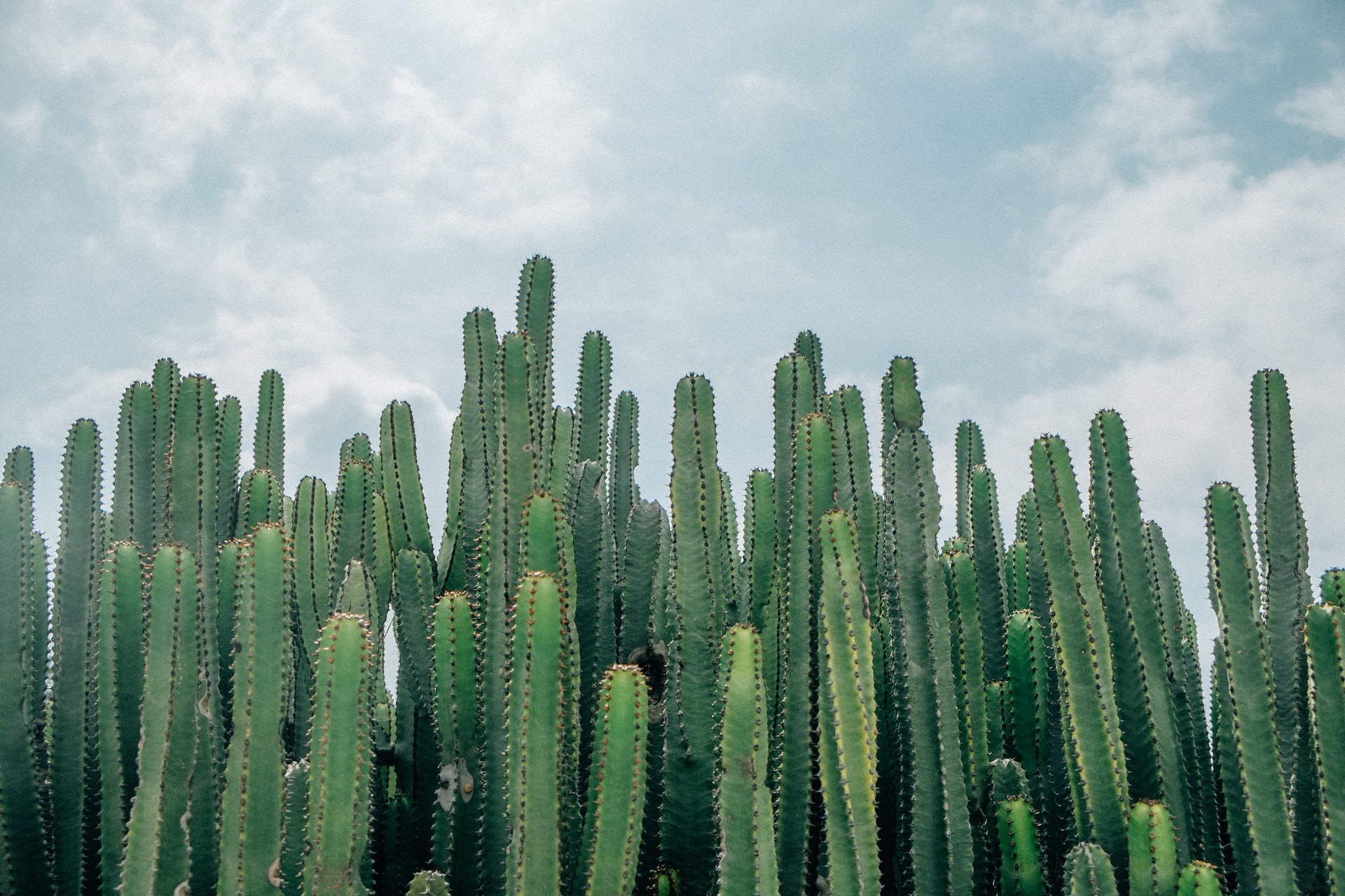 Cacti