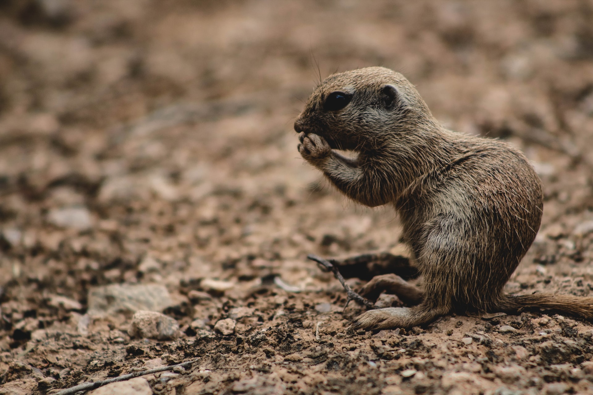 Desert Rodent