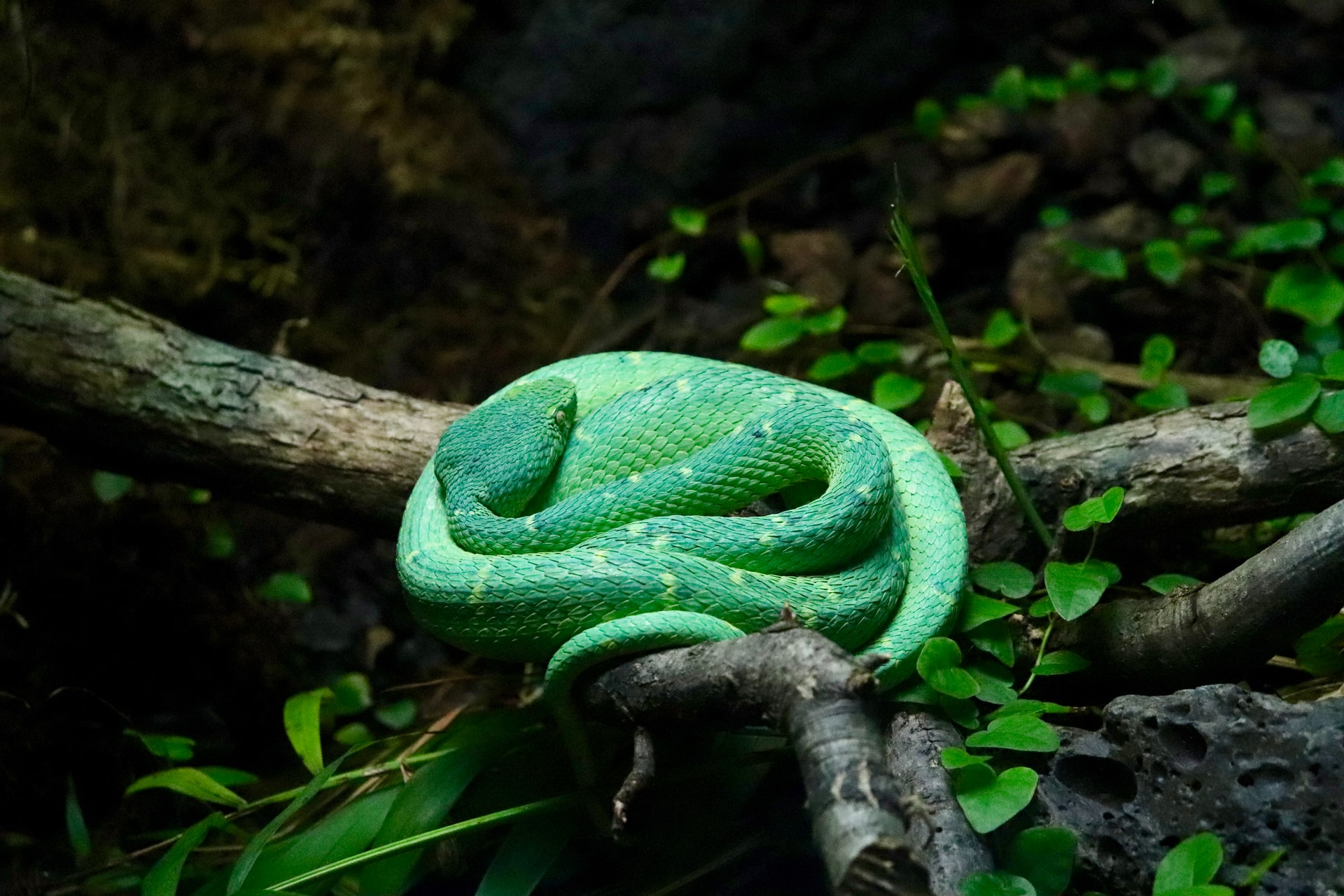 Green Snake