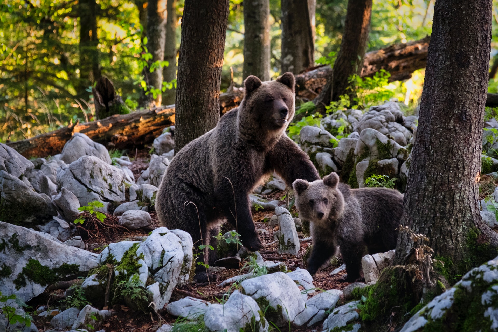 Bear Family