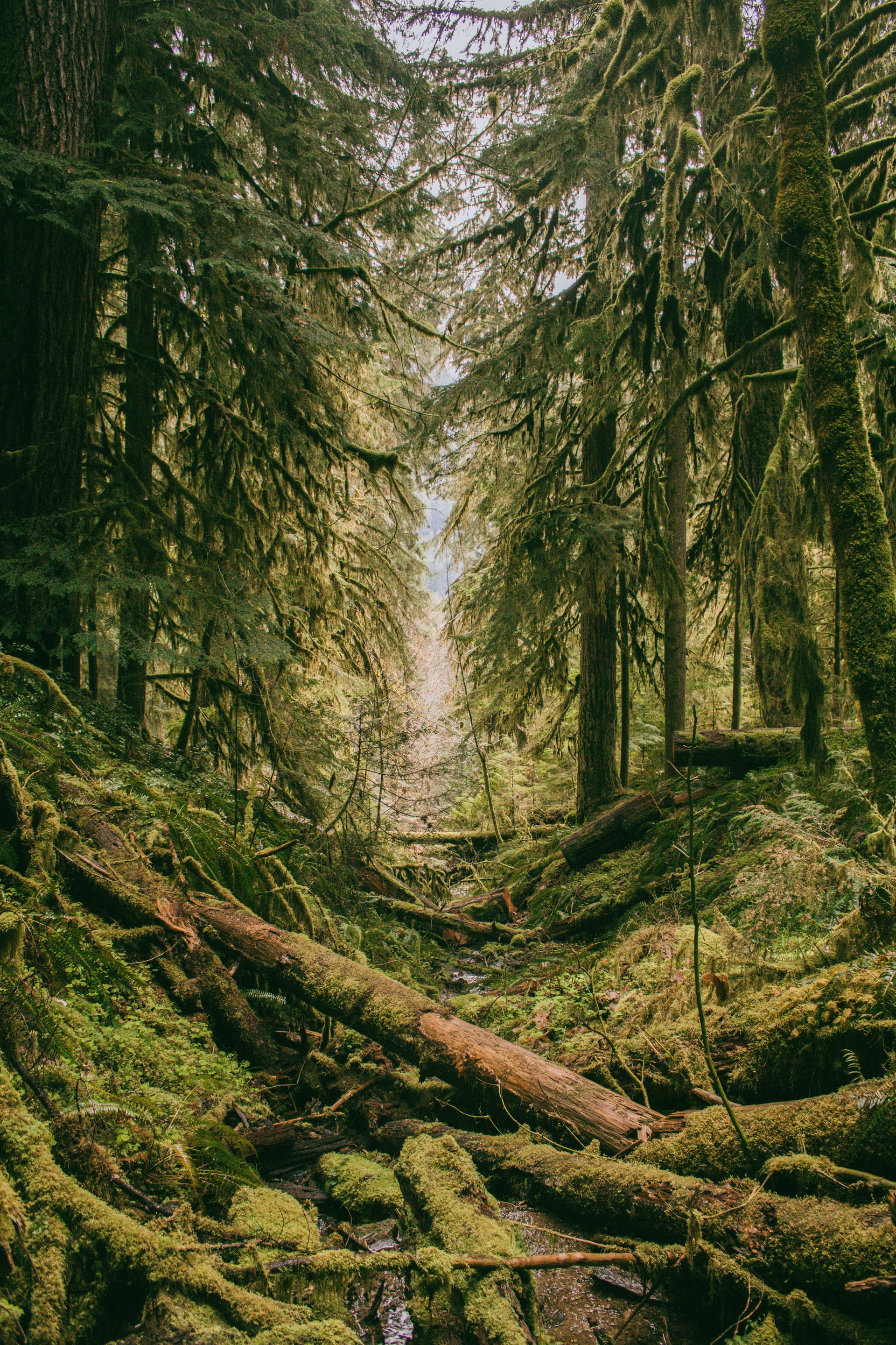 Fallen Trees