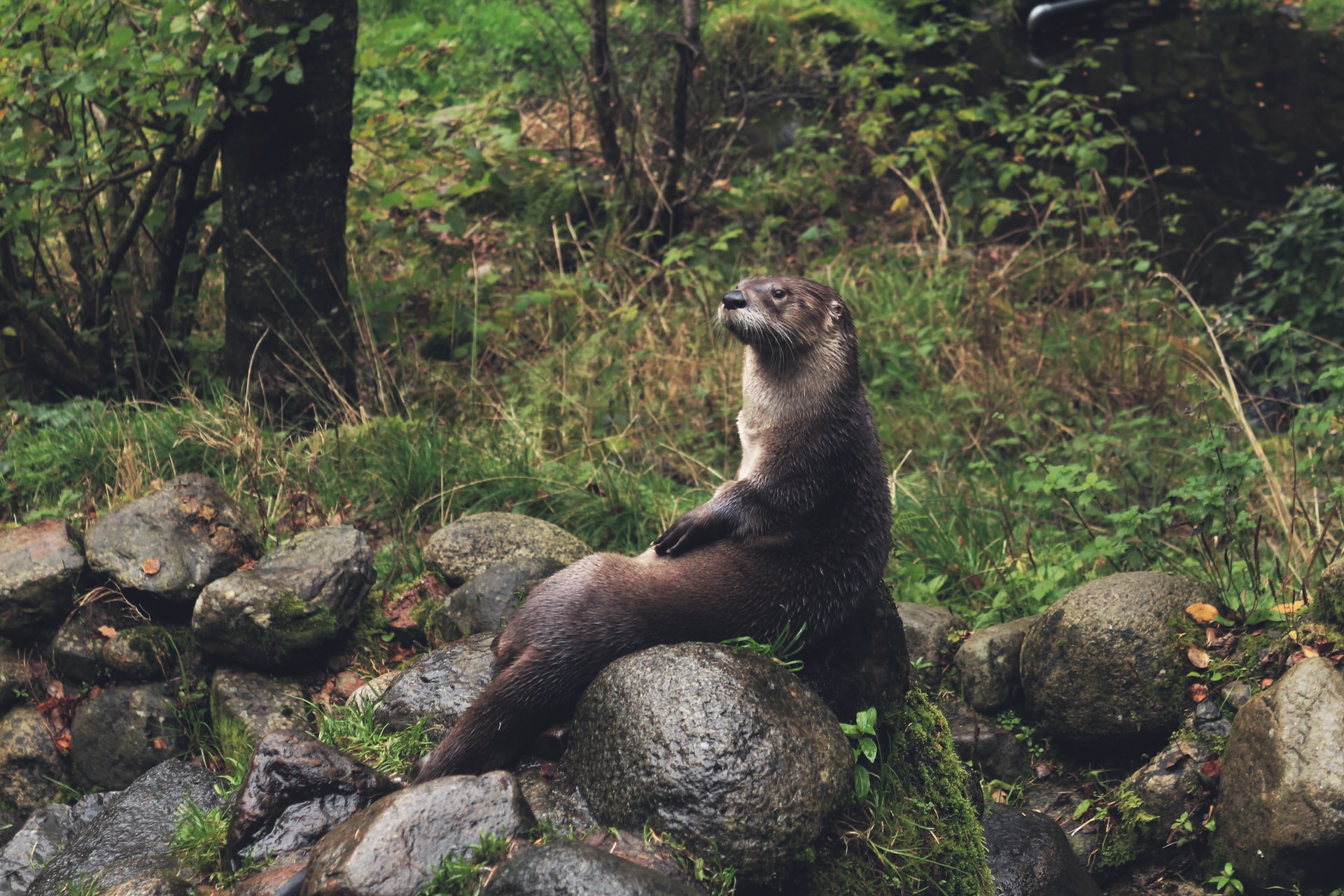 River Otter