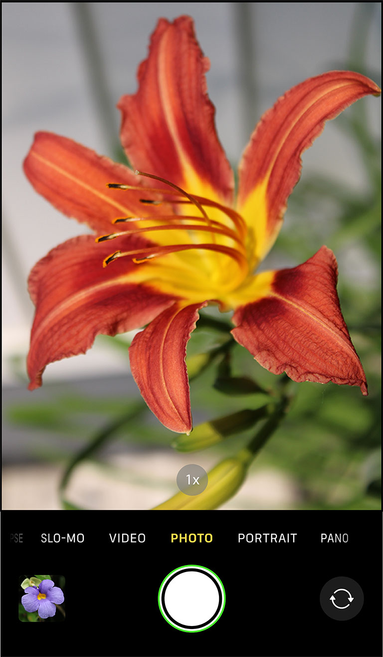 Take a photo of an orange daylily