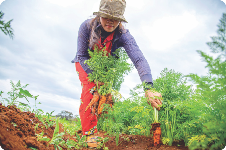 Woman picking carrots