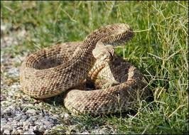 Rattle Snakes in Texas Photo