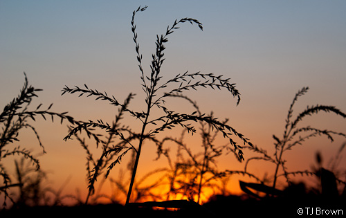 Sunset behind silhouetted corn tassels
