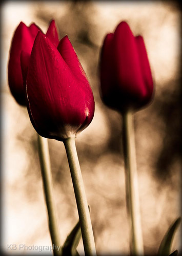 Red tulips