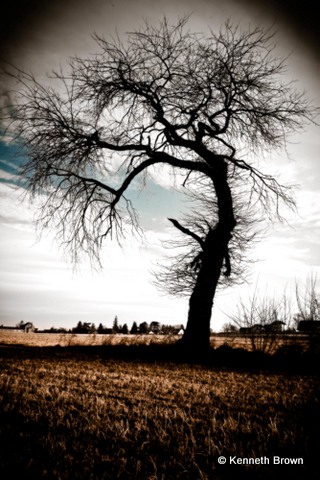 Lone tree by Lancaster, PA illustrating the rule of thirds