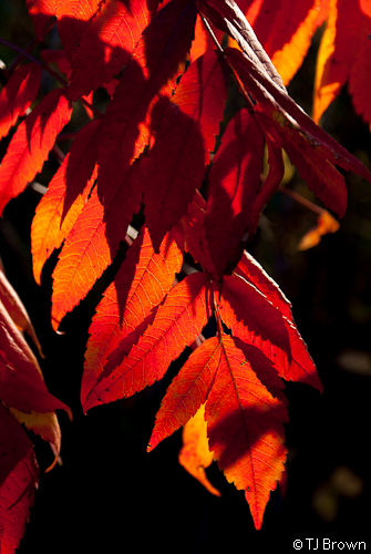 Backlit sumac leaves