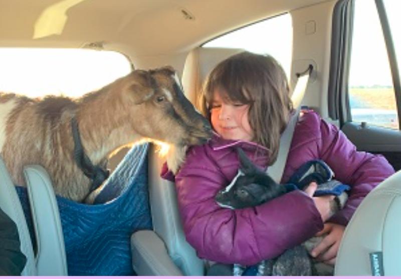Goats have bad breath