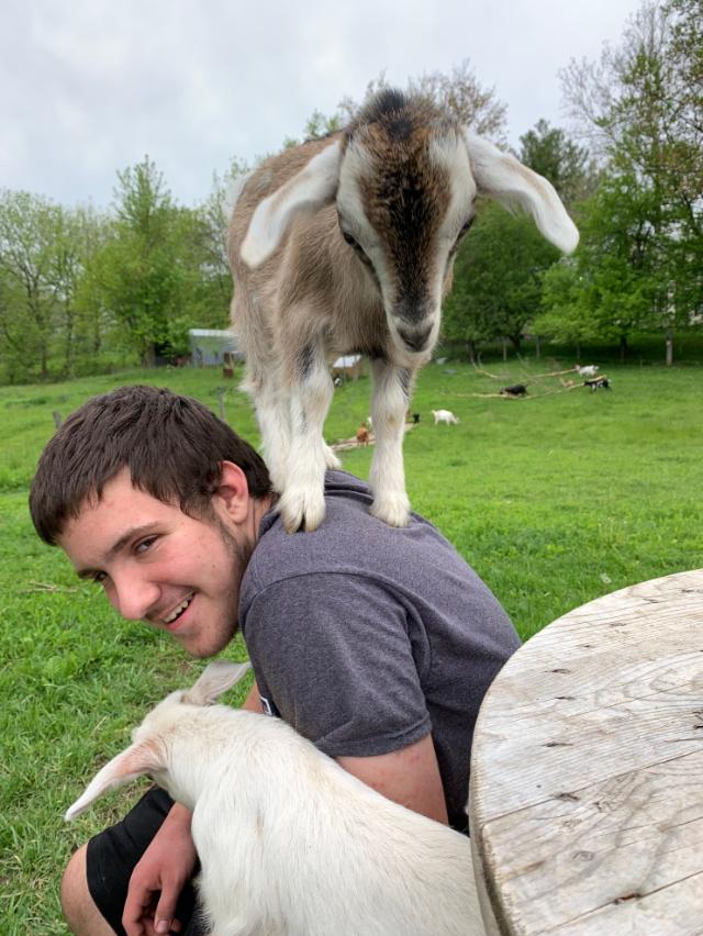 Goats will always try to find the highest spot, even if it's you!
